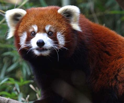 Además del show de osos pandas. Perkopolis: Toronto Zoo