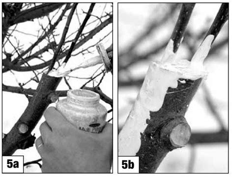 We did not find results for: Fruit Tree Propagation - Grafting and Budding | Fruit tree ...