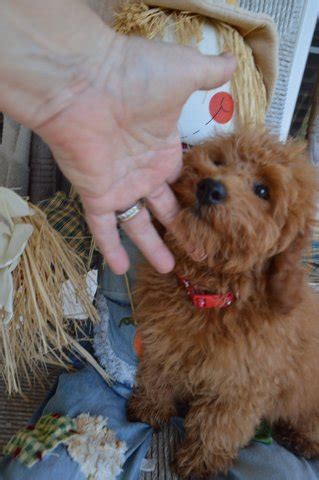 When someone is breeding puppies or breeding kittens, they are creating new dogs and cats who need homes. Miniature Schnoodle Puppies For Sale in Raleigh NC ...