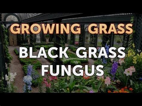 Black jelly fungi (exidia glandulosa) have become rarer than other jelly fungi over the years and that's why i don't show them here very often. Black Grass Fungus - YouTube