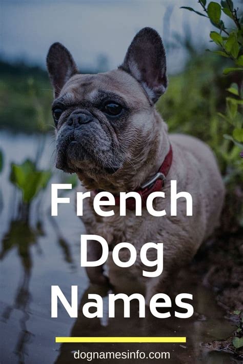 Some dog owners like to choose dog names related to dog's country and other places. UNIQUE French Dog Names: 170+ Sweet French Bulldog Names ...