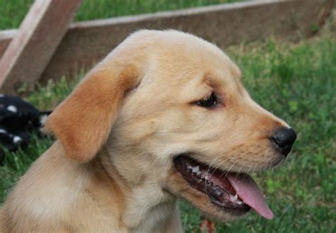 He is a sweet boy but he came to. 36 HQ Pictures Labrador Puppies Florida Adoption ...