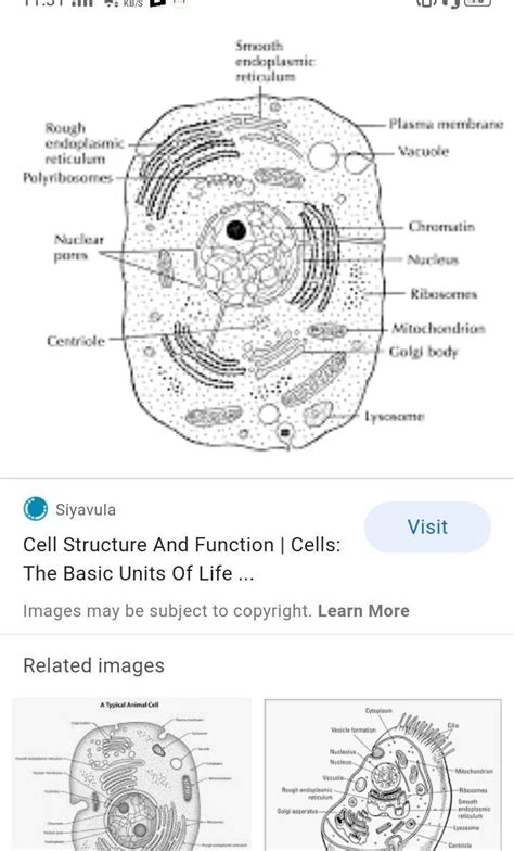 We would like to show you a description here but the site won't allow us. Explain cell with the help of diagram - Brainly.in