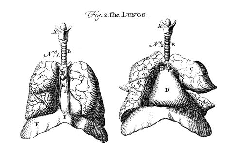 Click here to download a free human skeleton diagram. Early Anatomy Graphics - Diagram of Lungs - The Graphics Fairy