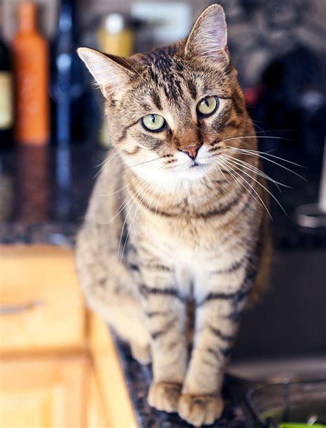 Classic, mackerel, spotted, and ticked the coat may be fully striped as on the red tabby to the left, or may have white points like the sincere looking kitty on the right. Tabby Cat Facts - 30 Fun And Fascinating Facts For Tabby ...