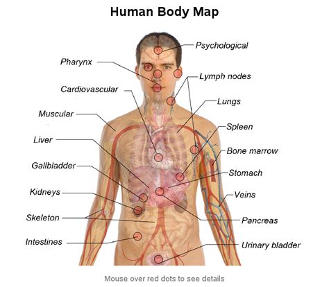 This makes them biological homologues. Human Body Map (SAS/Graph)