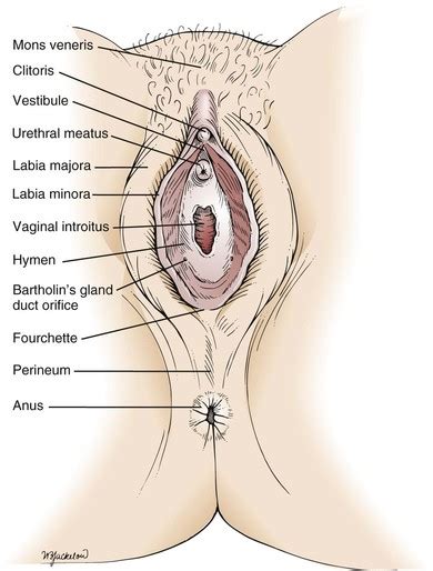 Its only purpose in women is to serve as an exit site for urine. Female Genitalia | Nurse Key