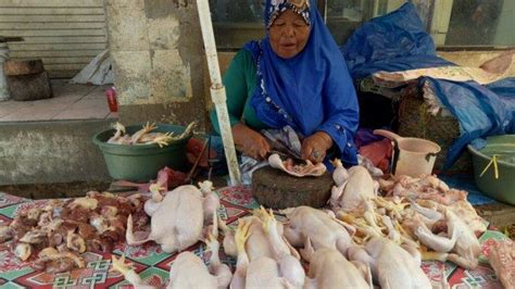 Untuk info harga kemitraan ini lebih cepat di update antara malam sampai pagi jam 11.00 wib, untuk hari libur keesokan harinya tidak ada updatean, disini nantinya juga akan diupdate referensi harga ayam broiler hari ini dan informasi penting lainnya. Referensi Harga Ayam Broiler Hari Ini / Doc Harga Do Ayam ...