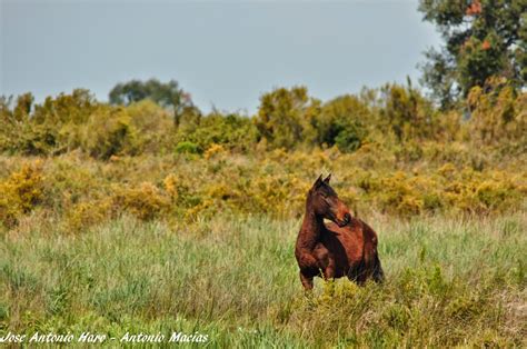 Последние твиты от cimarrones por siempre (@cimarroness). Nos Vamos a Campear: Caballos de Las Retuertas, Doñana