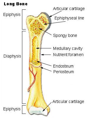 The structure and composition of bone provide it with excellent failure resistance while long and short bones ossify using a previously formed cartilage model (endochondral ossification), whereas flat bones form from the condensation. Skeletal Series A: The Biological Basis of Bone and ...