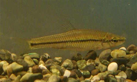 Download モツゴ クチボソ の飼育方法 繁殖の方法や混泳の注意点は Images For Free