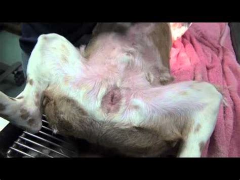 You can use shredded newspaper or if your. Male Dog with Urethrostomy - YouTube