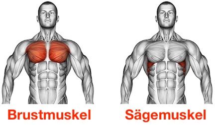 Die vorgestellten brustübungen geben dir die möglichkeit, dem brusttraining mehr abwechslung zu verpassen. ᐅ Brustmuskel Übungen: Die Top 5 (Bilder + Videos)