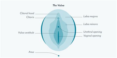 Female private part diagram : Erogenous zones of a female - ALQURUMRESORT.COM