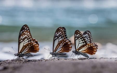 Grand mother used to connect with joorab zan. عکس سه پروانه زیبا butterflies three macro