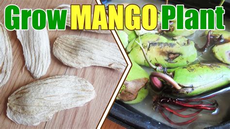 How to grow a mango tree in a cool climate or when you don't have space? Mango Tree - Mango Trees - How To Grow Mango Plant From ...