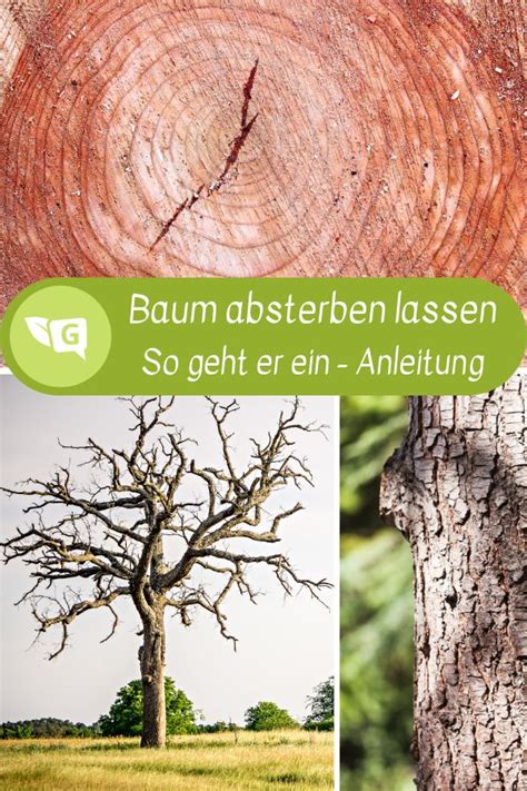 Doch statt sie zu fällen, wurde ein neuer standort für die linden gefunden: Baum absterben lassen - so lassen Sie ihn gezielt eingehen ...