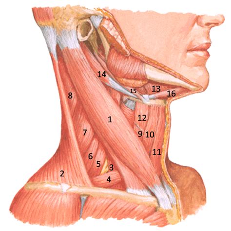 Sites of origin of craniofacial striated muscles in avian embryos. anatomy of the neck - Human Anatomy 421 with Rose at Union ...