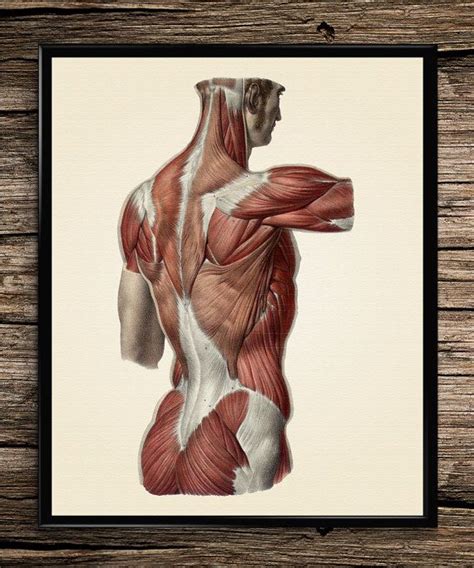 The back's muscles start at the top of the back (named the cervical vertebrae) and go to the tailbone (also named the coccyx). Vintage Muscle Hand Anatomy - 4 PRINTS FOR $15! Vintage Muscle Hand Anatomy… | Anatomy images ...