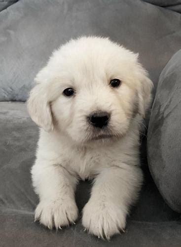 Our english cream golden retriever puppies are treated with the. Akc English Cream Golden Retriever Puppies | Female, Male ...