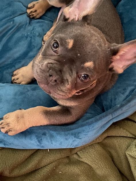 If your looking to adopt or buy a french bulldog. French Bulldog Puppies For Sale | Charlotte, NC #325225