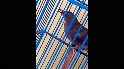 Suara burung flamboyan betina memanggil jantan. Burung Flamboyan - YouTube