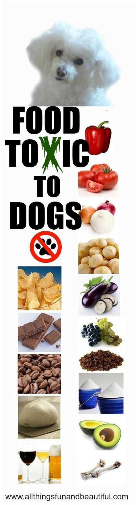 Ran out of dog food? View the list of poisonous foods to avoid, including ...