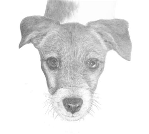 How to draw cute animals in pencil. Drawing Animals Ebook