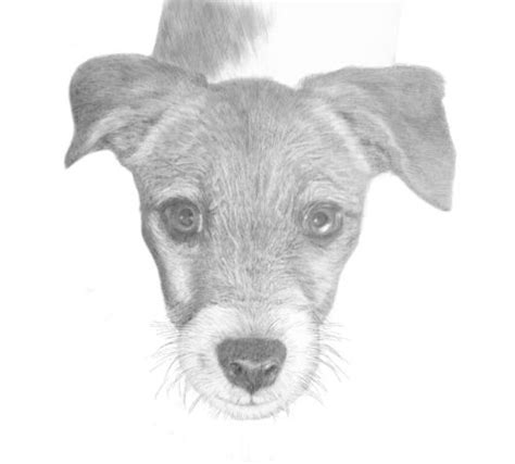 Find a good variety of easy cartoon drawings of animals which will provide some inspiration and motivation to get you and your pencil going. Drawing Animals Ebook