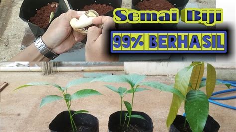 Dengan rasa khas yang bisa membuat banyak orang menyukainya. Ternyata !!! Semai Biji mangga Dengan Cara ini 99% ...