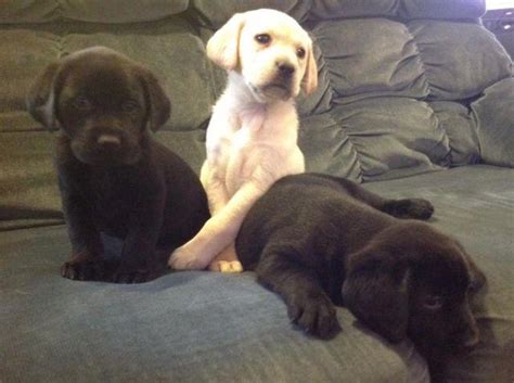 We have 5 adorable lab puppies forsale. AKC Yellow & Black lab pups for Sale in Dover, Oregon ...