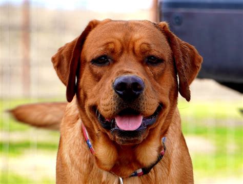 Beautiful labrador retriever puppies from quality breeders. red, silver, Chocolate, black, champagne lab puppies texas | AKC Registered Labradors North Texas