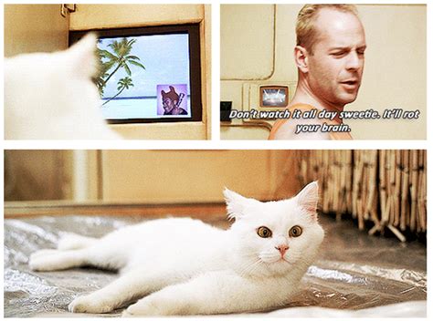 With bruce willis milla jovovich gary oldman ian holm. The Fifth Element (1997) Quote (About tv cat brain) (With images) | Cat brain, Cats, Fifth element