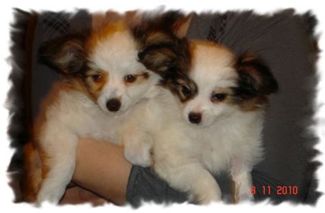 Papillon welpen, wurfplanung papillon , gesunde hundewelpen , phalene welpen ,hundewelpen kaufen, hobbyzucht papillon, rasse papillon, papillon züchter österreich. Papillon-Welpen zu Verkaufen! - Papillon