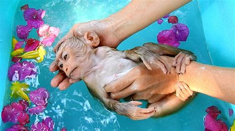 Like and subscribe for more adorable sloth content!rescued sloths aren't usually given baths, but poor matteo here arrived at this rescue centre with an irri. Cute monkey Maly taking a bath with water flower and drink ...