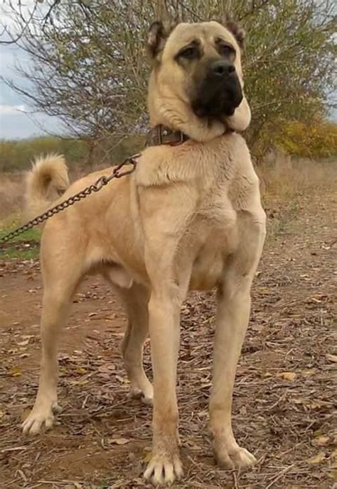 Alabai dog of soviet union. Pin by Ken Dexter on anatolian shepards | Kangal dog, Dogs ...