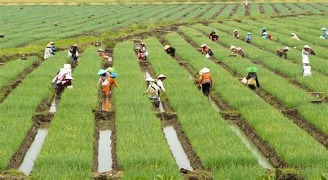 Viewjentera petrol kesan revolusi pertanian dan revolusi perindustrian 1.pertanian sebagai punca ekonomi tema huraian komersial penanaman lebihan makanan kegiatan buruh sosial tema. Revolusi Hijau - Donisaurus