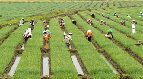 Viewjentera petrol kesan revolusi pertanian dan revolusi perindustrian 1.pertanian sebagai punca ekonomi tema huraian komersial penanaman lebihan makanan kegiatan buruh sosial tema. Revolusi Hijau - Donisaurus