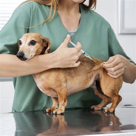 At bluepearl pet hospitals providing our customers, like you, with remarkable service is a top priority. First Coast Veterinary Emergency is able to perform ...