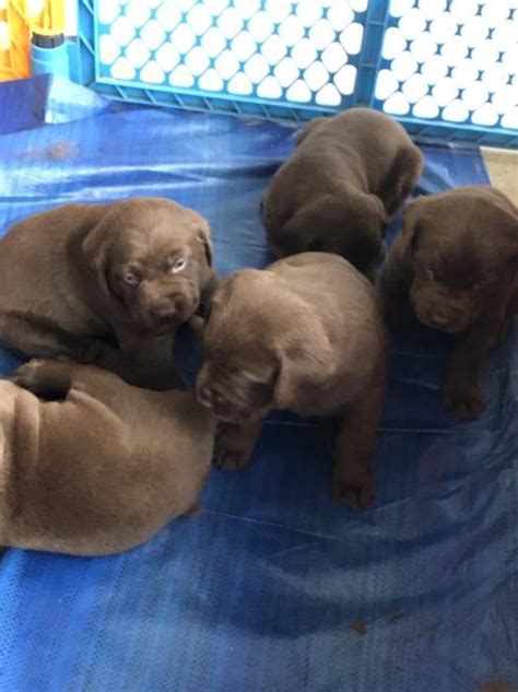 Below are our available toy labradoodle puppies, and our mini labradoodle puppies for sale. Labrador Retriever puppy dog for sale in Zanesville, Ohio
