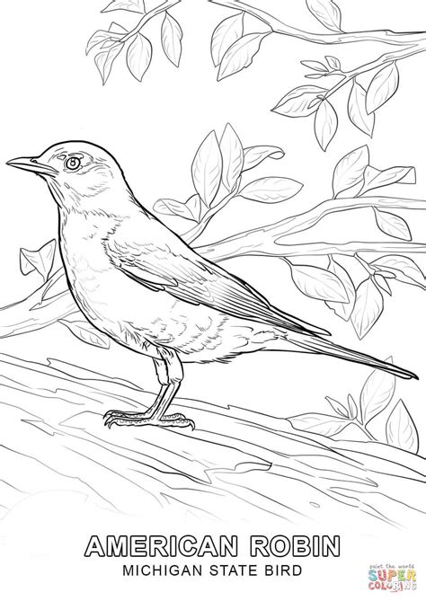 Learn all about vermont's state bird, the hermit thrush with this state bird coloring page. Michigan State Bird coloring page | Free Printable ...