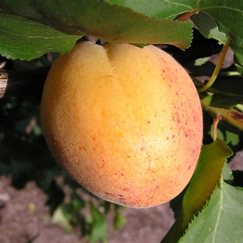 Tired of going to the market each day to buy expensive fruits that are not very fresh? ENCANTO FARMS MY FRUITS