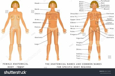 Important facts about fallopian tubes. Female Body Front Surface Anatomy Human Stock Vector ...