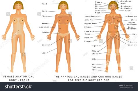 This can effectively educate everyone on the female human body. Female Body Front Surface Anatomy Human Stock Vector ...