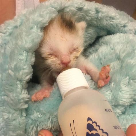 The cat licks a kitten at the time of feeding, slow motion. Kitten Orphaned Hours After Birth Fights Hard to Live, 5 ...