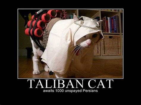 Trending images, videos and gifs related to taliban! Taliban Cat