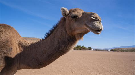 In the camel cup there are 15 camels. Mesquite Recreation | Parks, Museums, Hiking