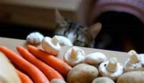 Healthprep official · causes & risks · signs & symptoms Can Cats Eat Mushrooms? Is It Safe For Cats?