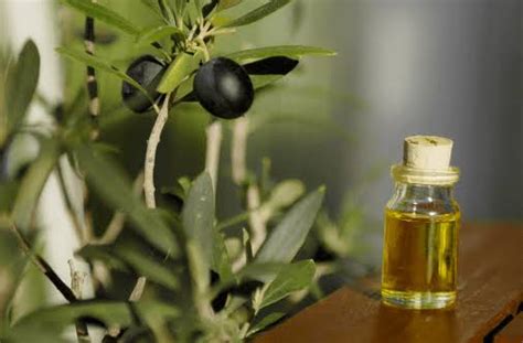 Other hair growth promoting ingredients include: Evaluation of olive leaf extract as a growth promoter on ...