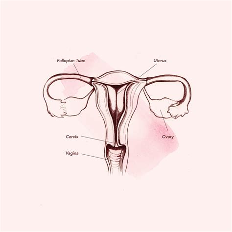 The female reproductive system is one of the most vital parts of the human reproductive process. Vagina Diagram & Anatomy: Everything You Need To Know | Teen Vogue